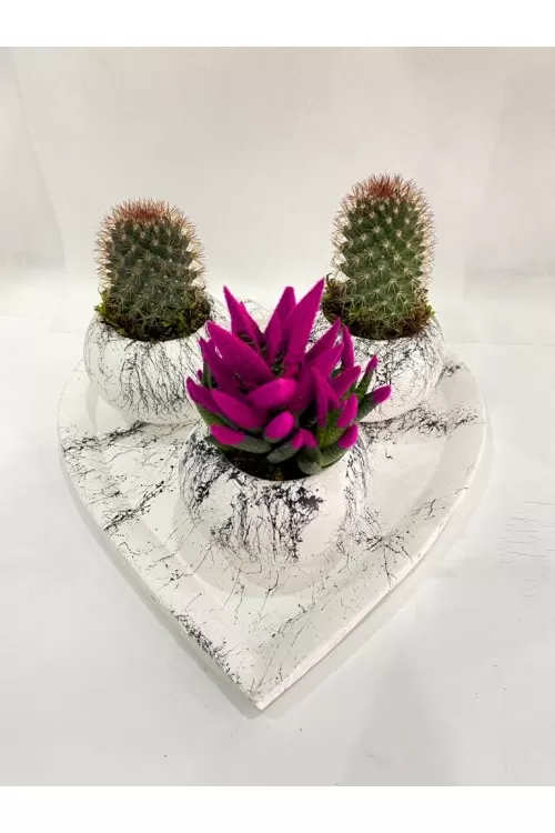 Kalp Aşk Kaktüs